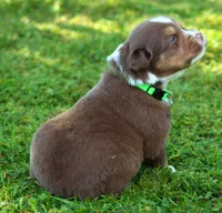 Kinsey, a female Australian Shepherd for sale in Cookeville, TN – 8 of 10
