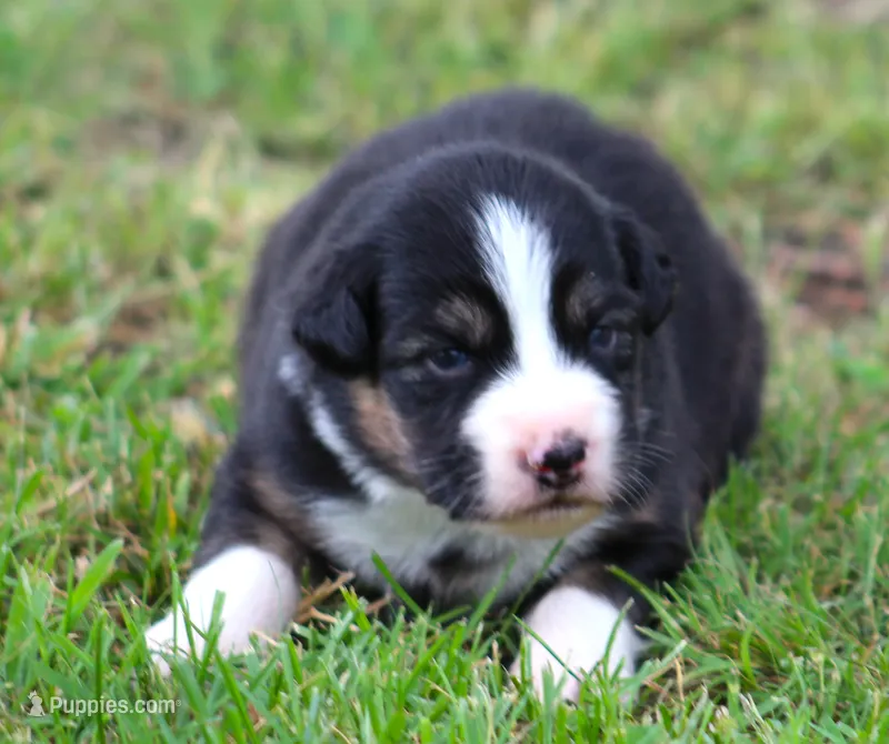 Ella – Australian Shepherd puppy for sale in Cookeville, TN