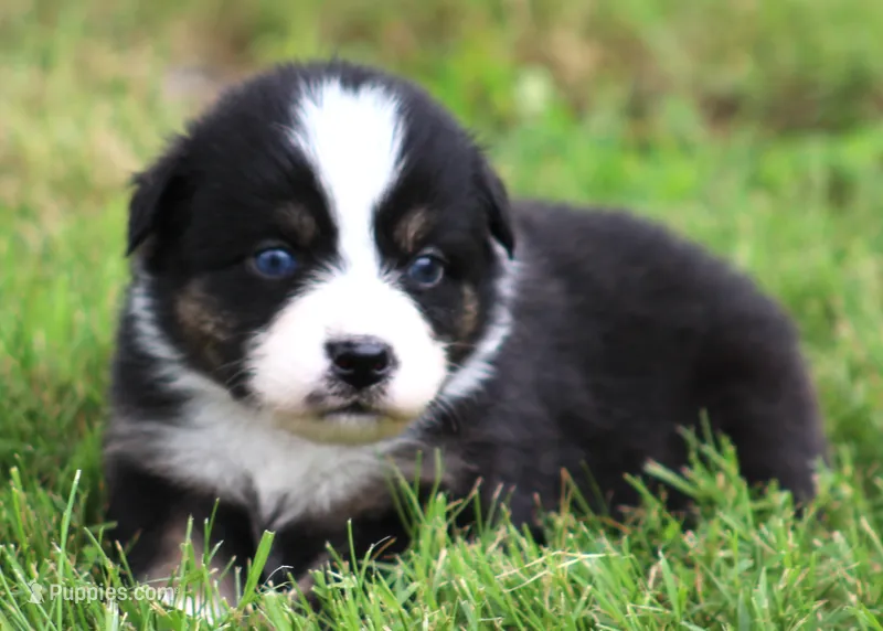 Layla – Australian Shepherd puppy for sale in Cookeville, TN