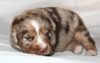 Fancy, a female Australian Shepherd for sale in Cookeville, TN – Photo 6 of 10