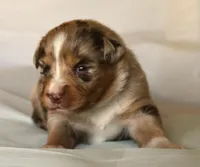 Fancy, a female Australian Shepherd for sale in Cookeville, TN – Photo 3 of 10