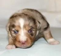 Fancy, a female Australian Shepherd for sale in Cookeville, TN – Photo 8 of 10