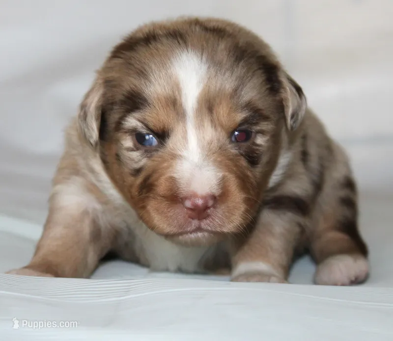 Fancy – Australian Shepherd puppy for sale in Cookeville, TN
