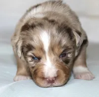 Fancy, a female Australian Shepherd for sale in Cookeville, TN – Photo 9 of 10
