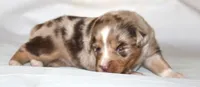 Fancy, a female Australian Shepherd for sale in Cookeville, TN – Photo 5 of 10