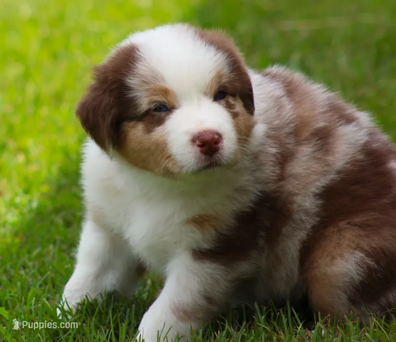 Cody – Australian Shepherd puppy for sale in Cookeville, TN
