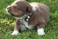 springer, a male Australian Shepherd for sale in Cookeville, TN – 8 of 9