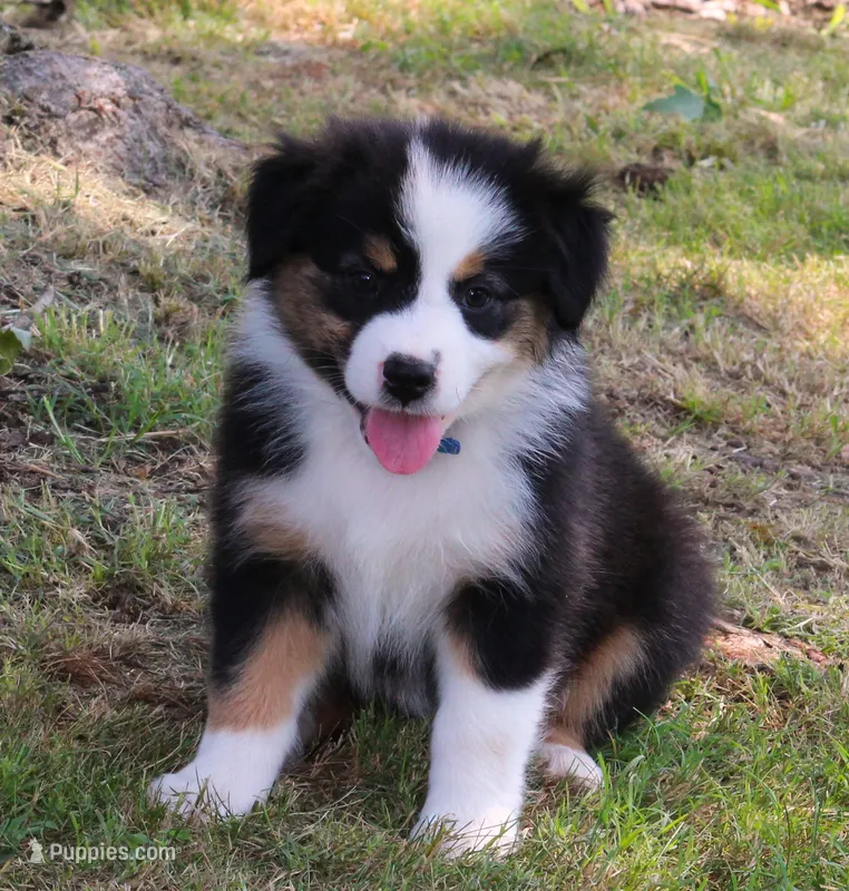 Jenna – Australian Shepherd puppy for sale in Cookeville, TN