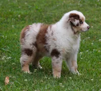 Maggie May, a female Australian Shepherd for sale in Cookeville, TN – 7 of 10