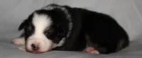Jenna, a female Australian Shepherd for sale in Cookeville, TN – 8 of 9