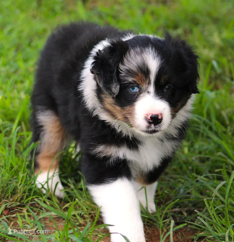 Dixie – Australian Shepherd puppy for sale in Cookeville, TN
