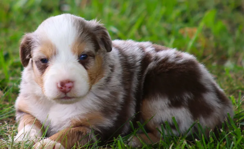 Tucker – Australian Shepherd puppy for sale in Cookeville, TN