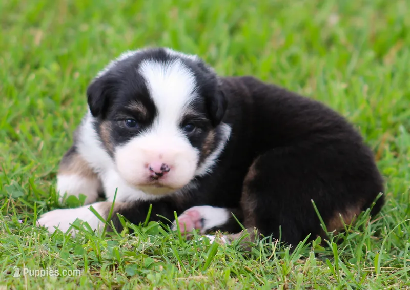 Josie – Australian Shepherd puppy for sale in Cookeville, TN