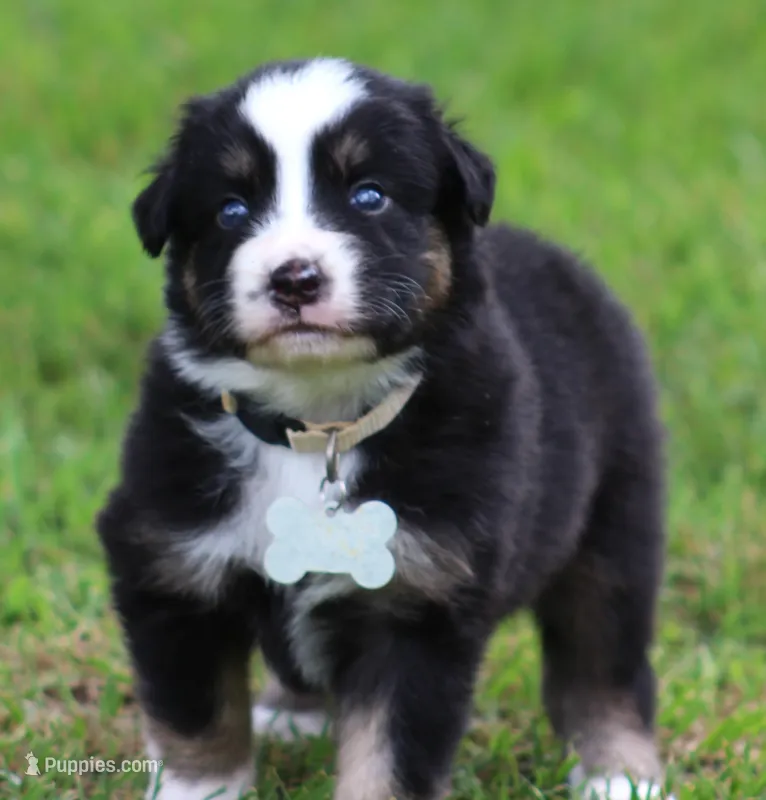 trooper – Australian Shepherd puppy for sale in Cookeville, TN