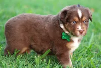 Kinsey, a female Australian Shepherd for sale in Cookeville, TN – 6 of 10