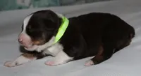 Harlie, a female Australian Shepherd for sale in Cookeville, TN – 2 of 10
