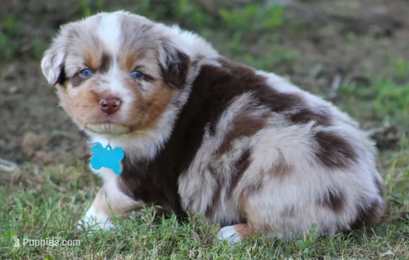 Carter – Australian Shepherd puppy for sale in Cookeville, TN
