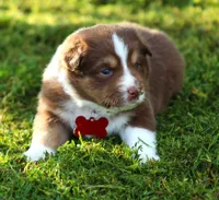 Ellie, a female Australian Shepherd for sale in Cookeville, TN – 3 of 7