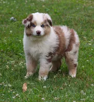 Maggie May, a female Australian Shepherd for sale in Cookeville, TN – 6 of 10