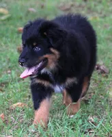 Jackson, a male Australian Shepherd for sale in Cookeville, TN – 6 of 9
