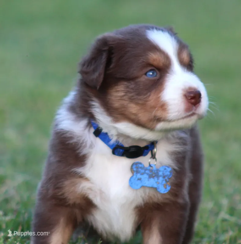 Whiskey – Australian Shepherd puppy for sale in Cookeville, TN