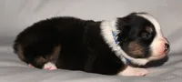 Jenna, a female Australian Shepherd for sale in Cookeville, TN – 9 of 9