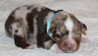 Carter, a male Australian Shepherd for sale in Cookeville, TN – 5 of 10