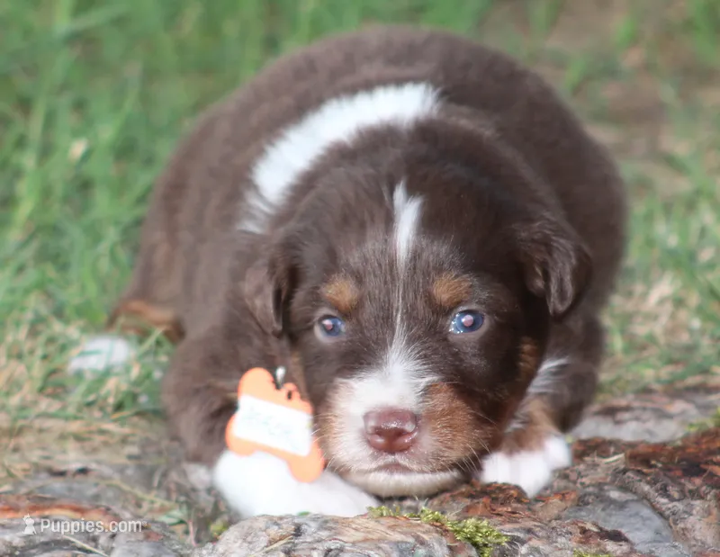 Asher – Australian Shepherd puppy for sale in Cookeville, TN