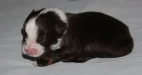Piper, a female Australian Shepherd for sale in Cookeville, TN – 4 of 8