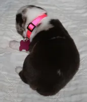 Charlotte, a female Australian Shepherd for sale in Cookeville, TN – 4 of 10