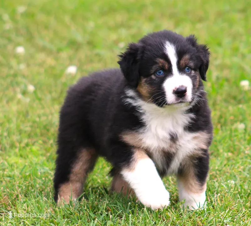 Ella – Australian Shepherd puppy for sale in Cookeville, TN