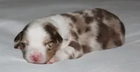 Cody, a male Australian Shepherd for sale in Cookeville, TN – 7 of 9