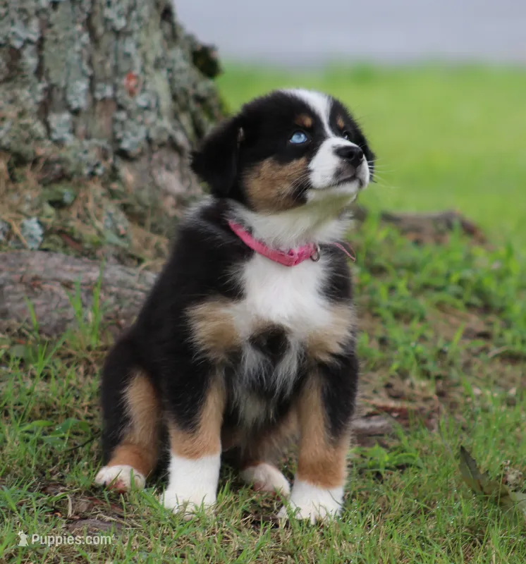 Layla – Australian Shepherd puppy for sale in Cookeville, TN