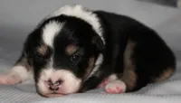Flash, a male Australian Shepherd for sale in Cookeville, TN – 4 of 8