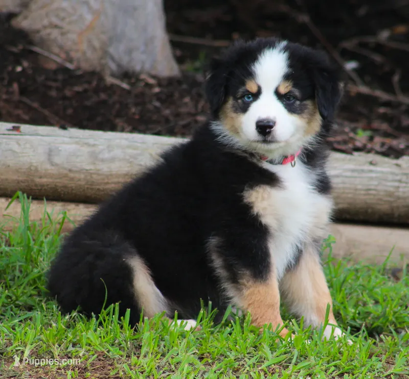 Lindsay – Australian Shepherd puppy for sale in Cookeville, TN