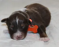 Asher, a male Australian Shepherd for sale in Cookeville, TN – 2 of 8