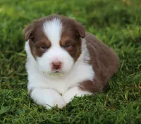 Pearl, a female Australian Shepherd for sale in Cookeville, TN – 5 of 9