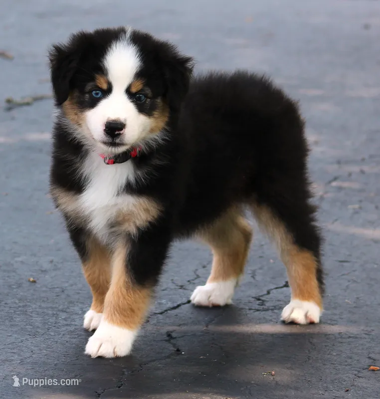 Lindsay – Australian Shepherd puppy for sale in Cookeville, TN
