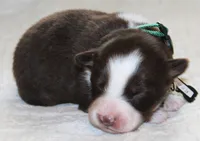 Rebel, a male Australian Shepherd for sale in Cookeville, TN – 3 of 10