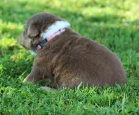 Harper, a female Australian Shepherd for sale in Cookeville, TN – 7 of 7