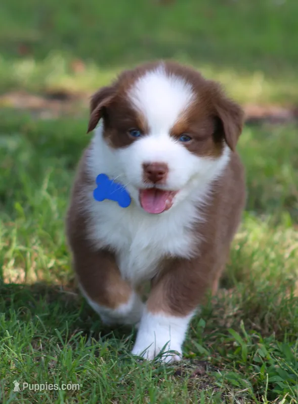 Shane – Australian Shepherd puppy for sale in Cookeville, TN
