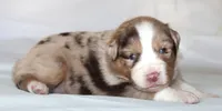 Carrie, a female Australian Shepherd for sale in Cookeville, TN – Photo 4 of 9