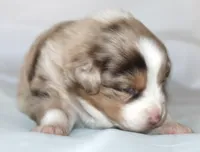 Carrie, a female Australian Shepherd for sale in Cookeville, TN – Photo 8 of 9