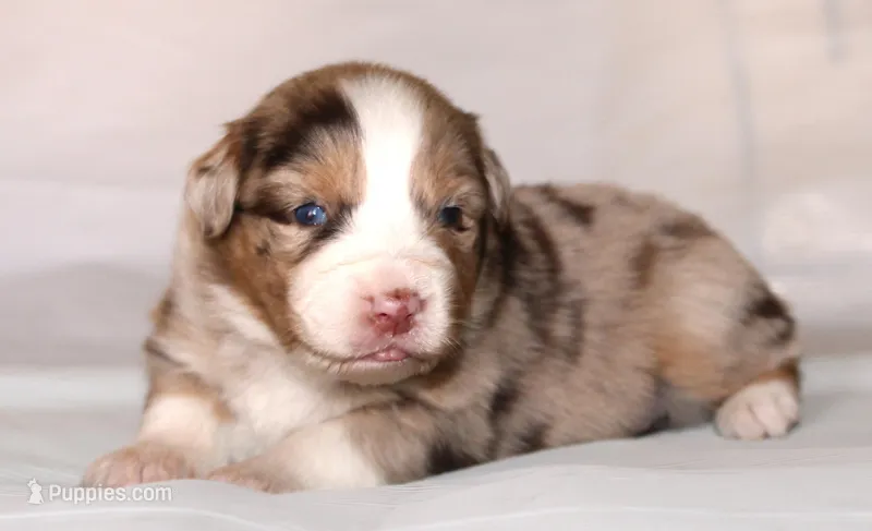 Carrie – Australian Shepherd puppy for sale in Cookeville, TN