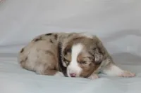 Carrie, a female Australian Shepherd for sale in Cookeville, TN – Photo 9 of 9