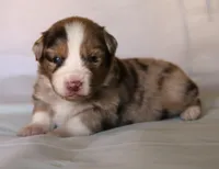 Carrie, a female Australian Shepherd for sale in Cookeville, TN – Photo 2 of 9