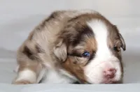 Carrie, a female Australian Shepherd for sale in Cookeville, TN – Photo 6 of 9