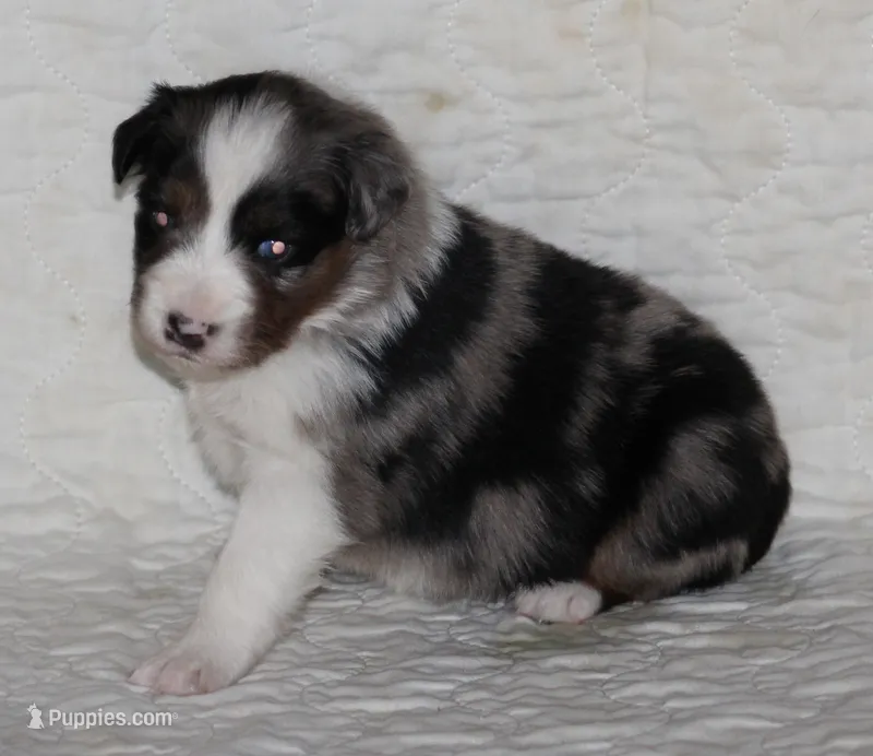 Savannah – Australian Shepherd puppy for sale in Cookeville, TN