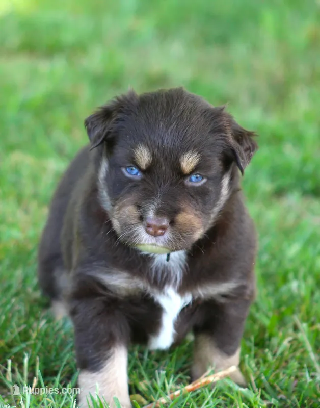 Flame – Australian Shepherd puppy for sale in Cookeville, TN