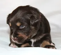 Flame, a female Australian Shepherd for sale in Cookeville, TN – Photo 7 of 10